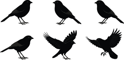 Black bird silhouette set, perched and flying birds vector, crow raven icon collection, wildlife animal illustration isolated on white