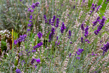 Low-angle close-up of Lavandula angustifolia with silver-green foliage and fragrant purple flower spikes against soft lavender bokeh background. Budapest, Hungary.
