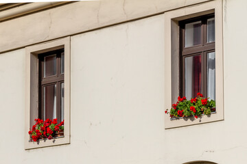 Sunlit facade of Old Town house in Buda with white stucco wall, two windows, and flower boxes of red ivy-leaved pelargoniums blooming on exterior sills. Budapest, Hungary.