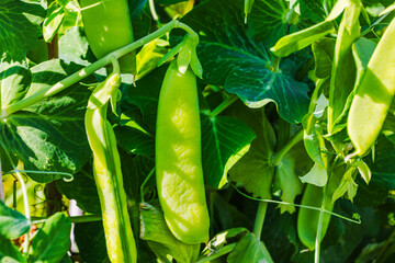 Close up view of fresh green pea pods growing on plant with leaves in garden. Sweden.