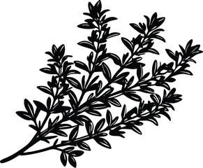 Thyme Sprig Silhouette, Thyme Herb Vector Design