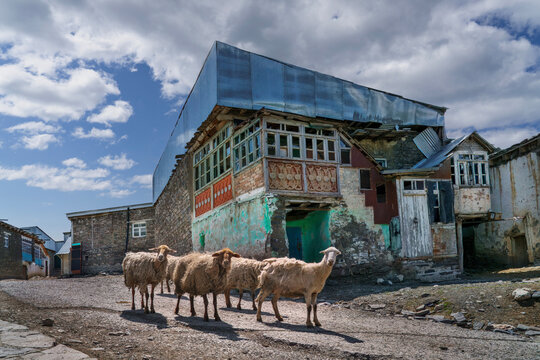 Sheep in the mountain village of Khinalig in Azerbaijan