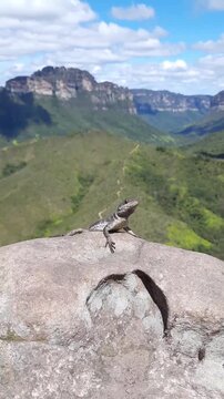 lagarto parado em pedra no vale do pati, chapada diamantina, bahia 