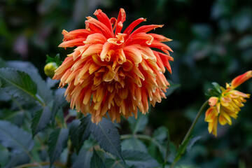 orange flower in the garden