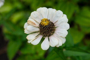 Obraz premium bee on a flower