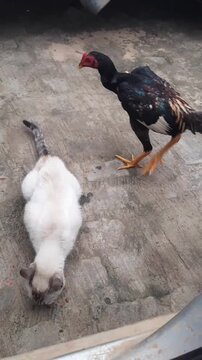 galinha comendo ra&ccedil;&atilde;o de gato e bicando a cabe&ccedil;a do animal 
