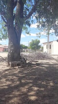 cabras e cabritos com sino no pesco&ccedil;o na caatinga brasileira 