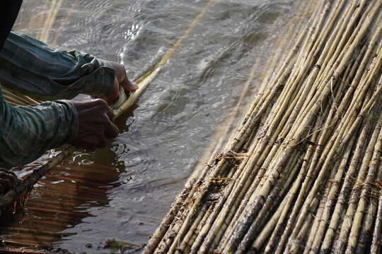 A person processing jute plants in water, likely as part of the retting process to extract the fibers