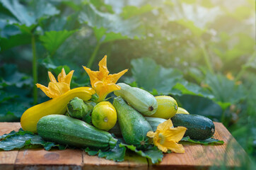 Zucchini. Beautiful nature background with colorful zucchini on a farm. Harvest. Agriculture. Close-up. Healthy eating.
