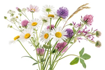 Fototapeta premium Vibrant bouquet of wild meadow flowers including daisies and clover on white background