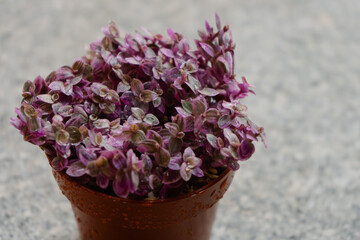 Young purple succulent plant Callisia repens Pink Lady grown in a pot