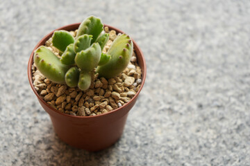 Young succulent plant Cotyledon tomentosa variegated grown in a pot