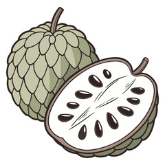 victor illustration of atemoya  on white background