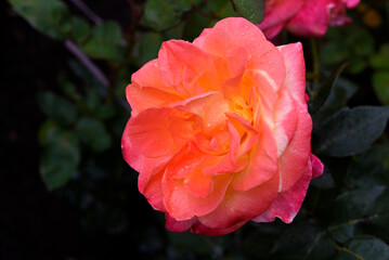 Pink and yellow rose. A large yellow rose. Flower close-up.