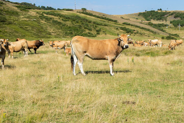 Cows grazing in green meadow on sunny day