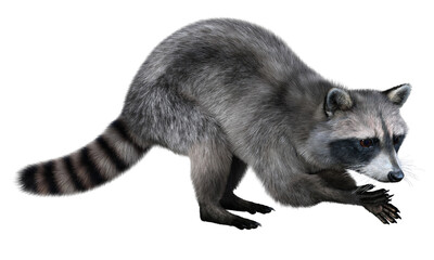 The common raccoon holds its dexterous paws in front of it in the rinsing position. 3d rendering on transparent background, no AI used © imaltsev