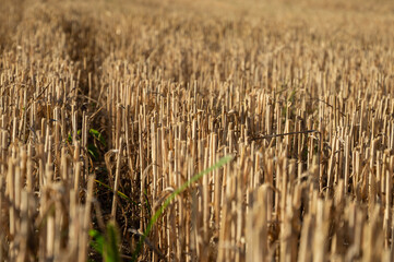 Farm landscape features cut stalks of grain in dry soil, revealing a vast field under bright sunlight during the autumn season