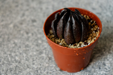 Young succulent plant Echeveria black knight grown in a pot