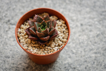 Young succulent plant Echeveria Dionysos grown in a pot
