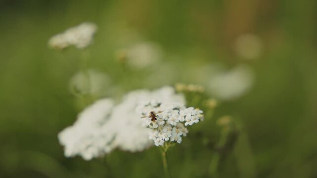 Nahaufnahme eines Tieres auf einer Blume