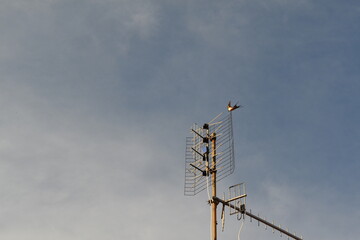 cell phone antenna