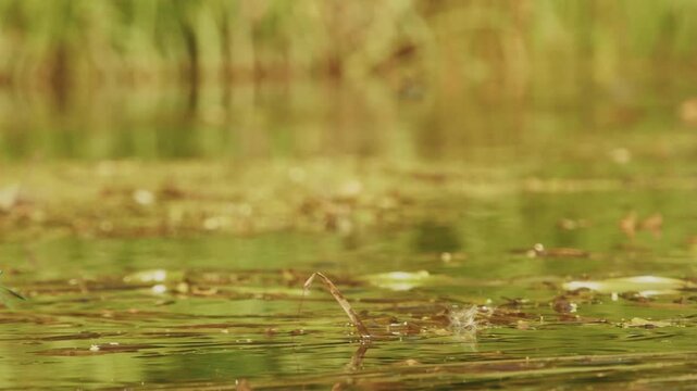 Nahaufnahme einer Libelle im Spreewald