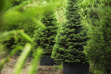 Dense blue spruce trees in nursery with lush foliage in special pot for plant for sale. Outdoors....
