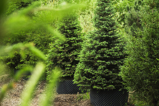 Dense blue spruce trees in nursery with lush foliage in special pot for plant for sale. Outdoors. Gardening. Small business. Many young green coniferous trees in pots in nursery garden