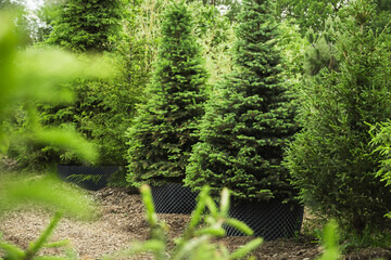 Dense blue spruce trees in nursery with lush foliage in special pot for plant for sale. Outdoors....