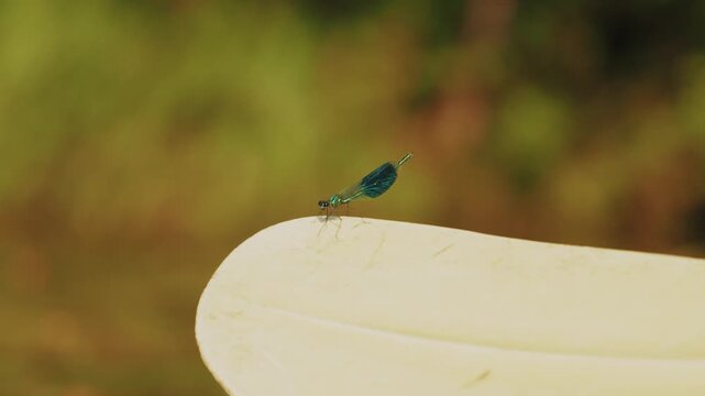 Nahaufnahme einer Libelle im Spreewald