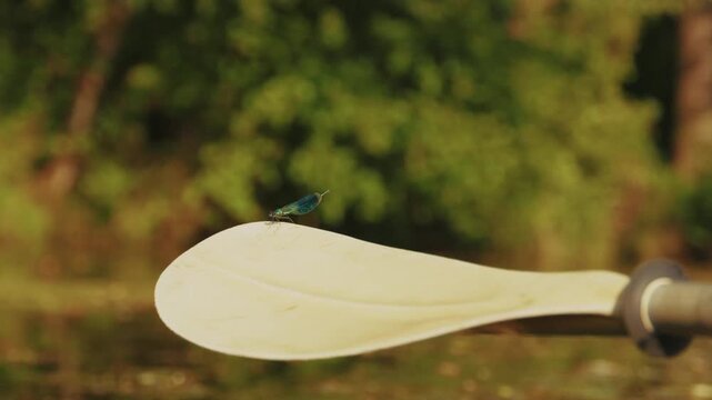 Nahaufnahme einer Libelle im Spreewald