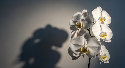 Obraz premium Elegant white orchid with a dramatic shadow. Perfect for spa, beauty, or serenity themes. High-resolution image for print or web.