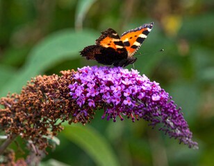 Obraz premium Butterfly on a flower cluster