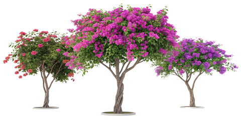 3D Rendered Bougainvillea Trees, Isolated on Transparent Background, Pink Purple Flowers, Garden Plants, Plant, Bougainvillea, Tree