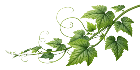 Botanical Illustration Climbing Vine with Swirling Tendrils, Isolated on Transparent Background, plant, foliage, nature, vine, leaves, green