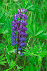 Closeup of purple flowers in the garden