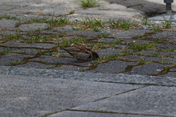 Great tit looking for food on the ground