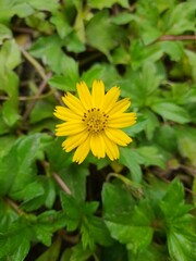A close-up shot of a small, vibrant yellow wild daisy-like flower blooming amidst lush green leaves. The bright petals and dark center create a beautiful contrast with the green foliage.