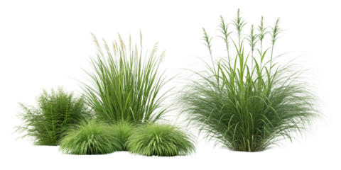 Ornamental Grass Collection 3D Render, Isolated on Transparent Background, Ornamental grass, 3D rendering, transparent background