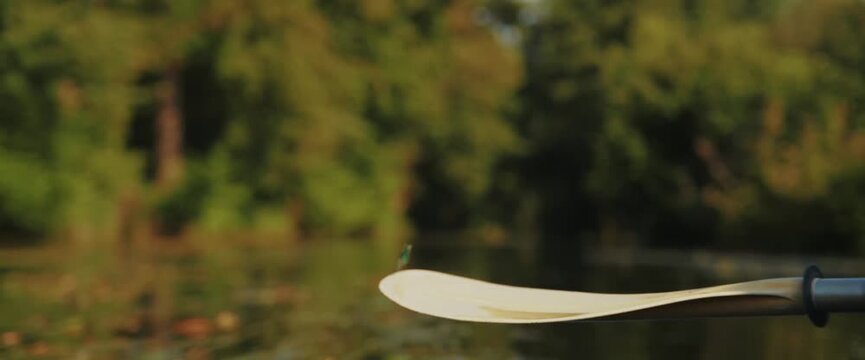 Nahaufnahme einer Libelle im Spreewald