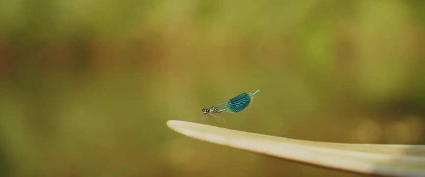 Nahaufnahme einer Libelle im Spreewald