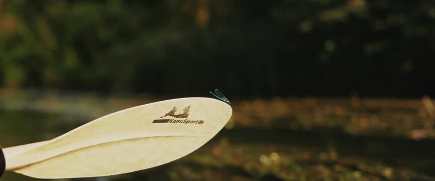 Nahaufnahme einer Libelle im Spreewald