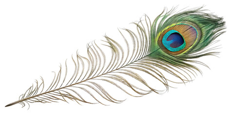 Obraz premium Single Peacock Feather, Eyespot Detail, Isolated on Transparent Background, Bird Feather, Nature, Peacock, Feather, Eyespot