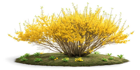 Fototapeta premium Bright Yellow Flowering Shrub on Green Mound
