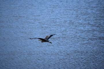Beautiful Great Blue Heron Flying Over the Ocean