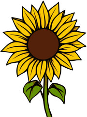 sunflower vector illustration
