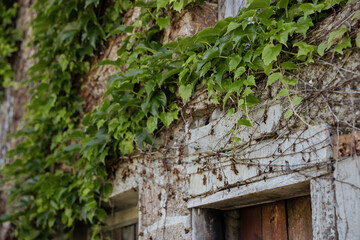 Old rustic building with wooden door and window surrounded by ivy and green plants, abandoned...