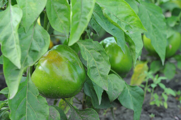 Green peppers growing in the garden. Selective focus.