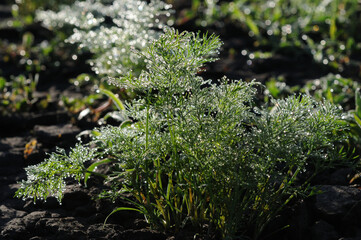 Dew drops on green dill leaves in the garden.