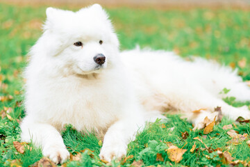 A snow-white Samoyed lies on the grass, surrounded by autumn leaves. His soft fur shines in the sun, creating an atmosphere of comfort and calm.